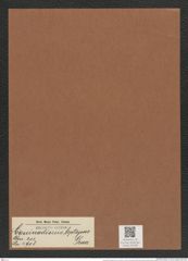 Coscinodiscus leptopus Grun. (de-Toni-Nr.: Genus 202, Species 4908) Zeichnungen Sammlung Grunow Mappe 04738 (Herbarium_W_Grunow_drawings_Folder_04738)